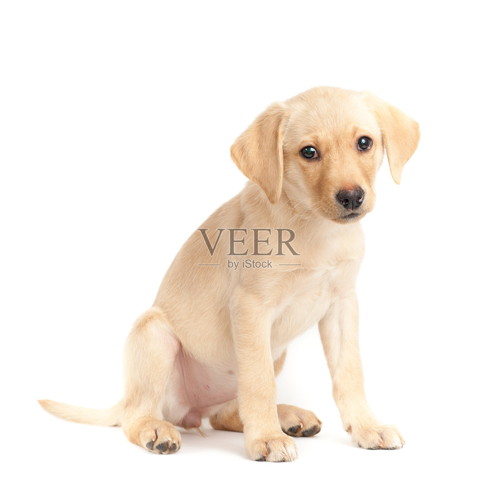白色背景上一只可爱的拉布拉多猎犬小狗的肖像照片摄影图片