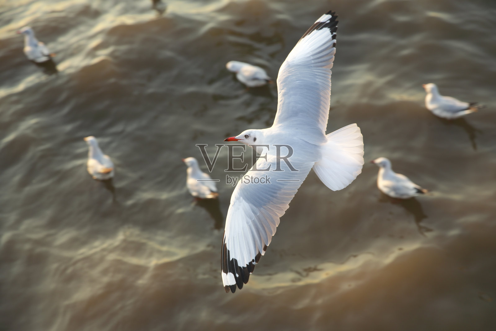 在泰国飞行的海鸥照片摄影图片