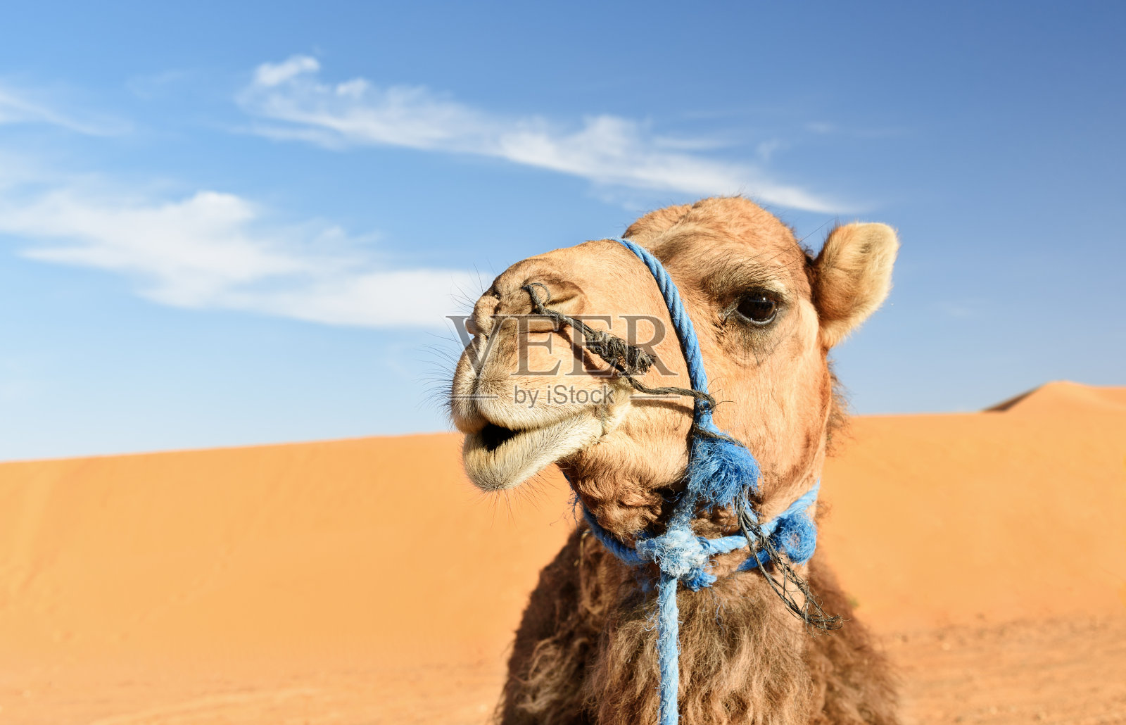 摩洛哥Merzouga附近Erg Chebbi沙丘中的骆驼照片摄影图片