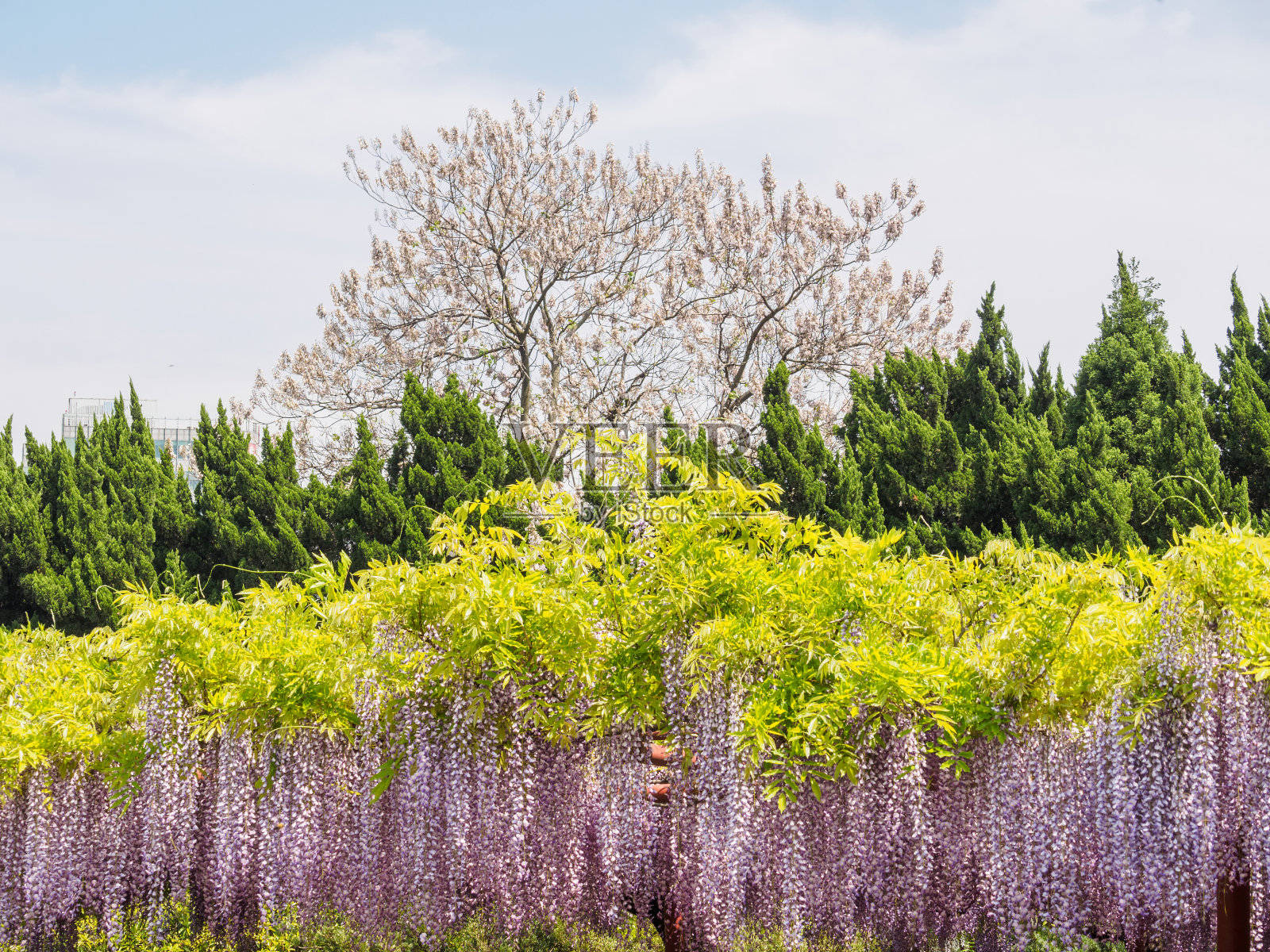 春花系列，紫藤花架园照片摄影图片