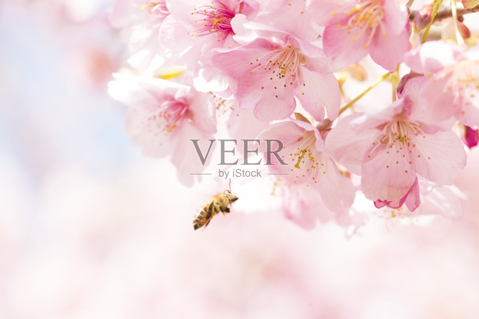樱花和日本蜜蜂照片摄影图片