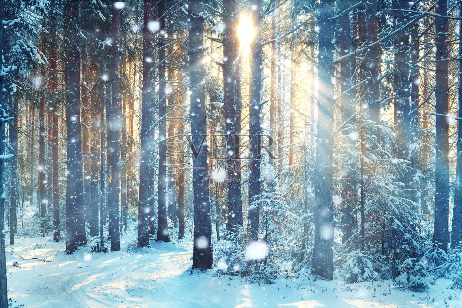模糊的背景森林雪冬天照片摄影图片