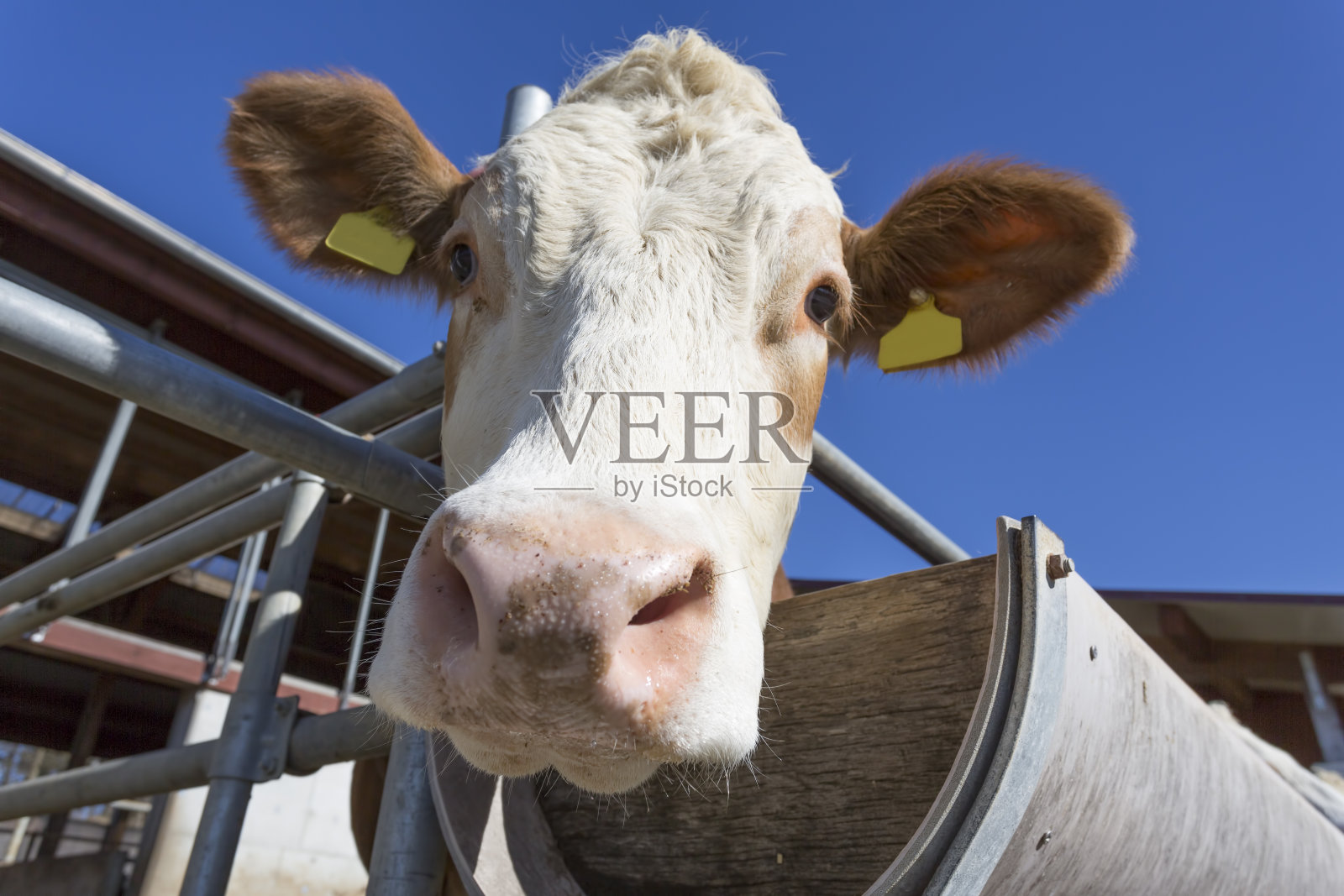 德国巴伐利亚州蓝天下的奶牛肖像照片摄影图片