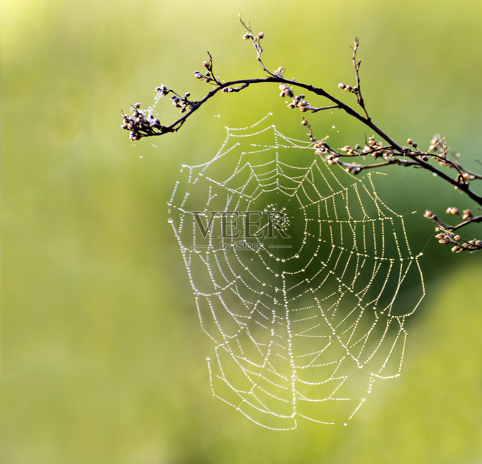 蜘蛛网在清晨照片摄影图片