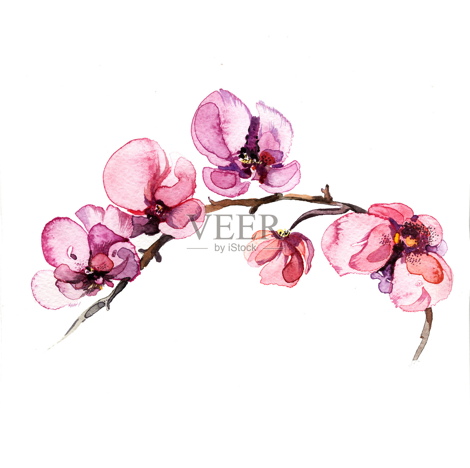 兰花花的水彩孤立插画图片素材