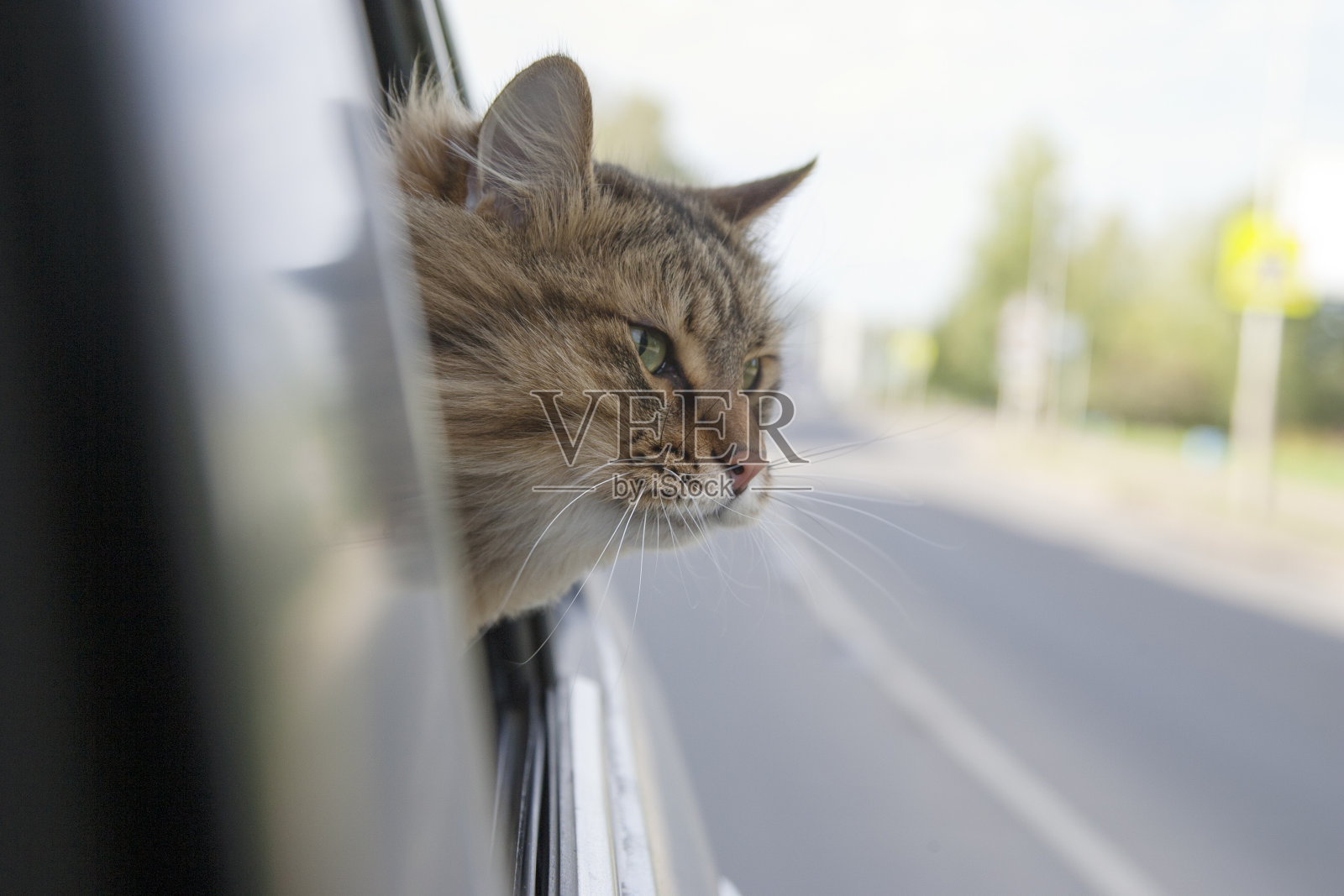 头猫从车窗跳出来照片摄影图片