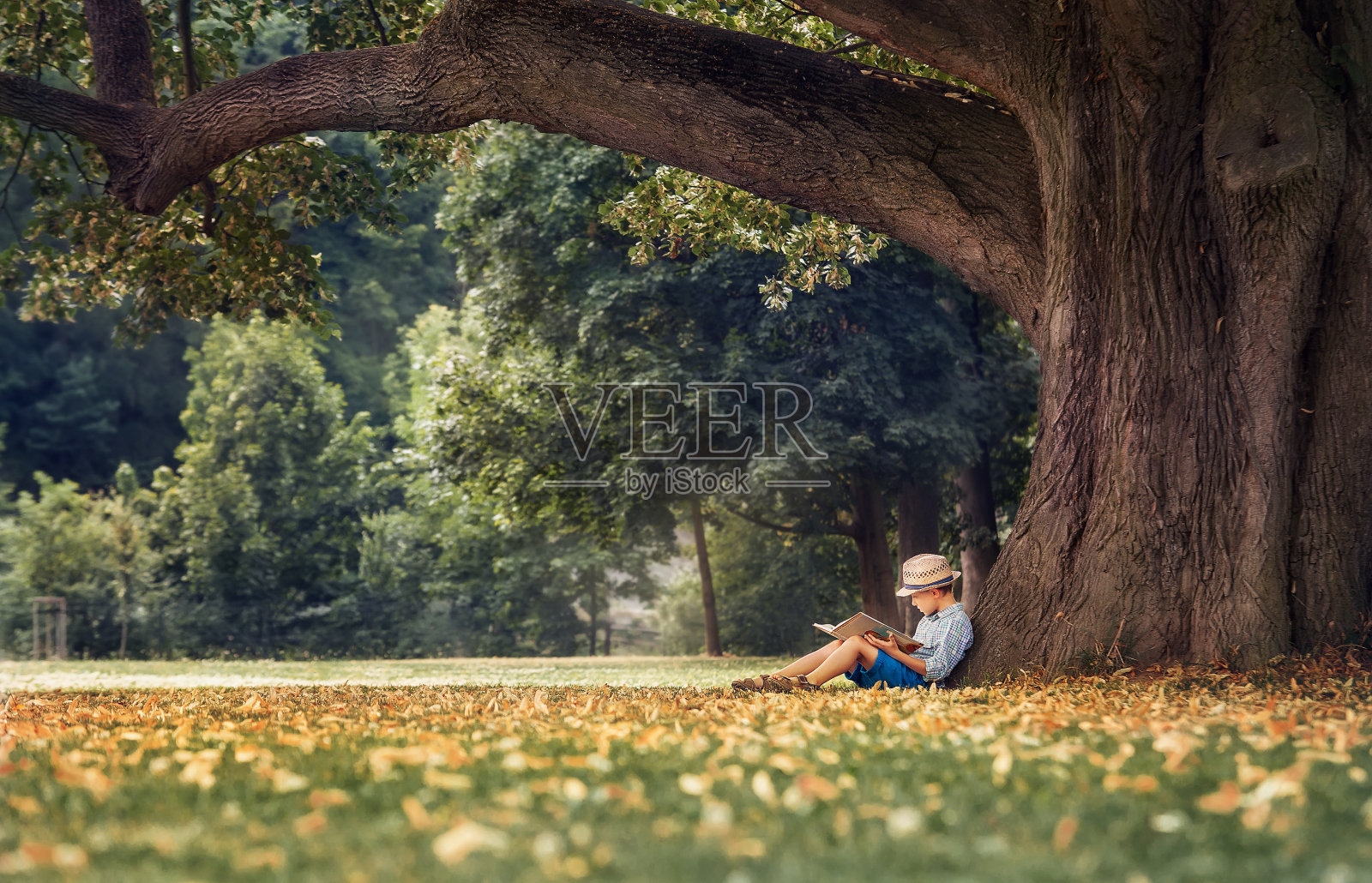 小男孩在一棵菩提树下看书照片摄影图片