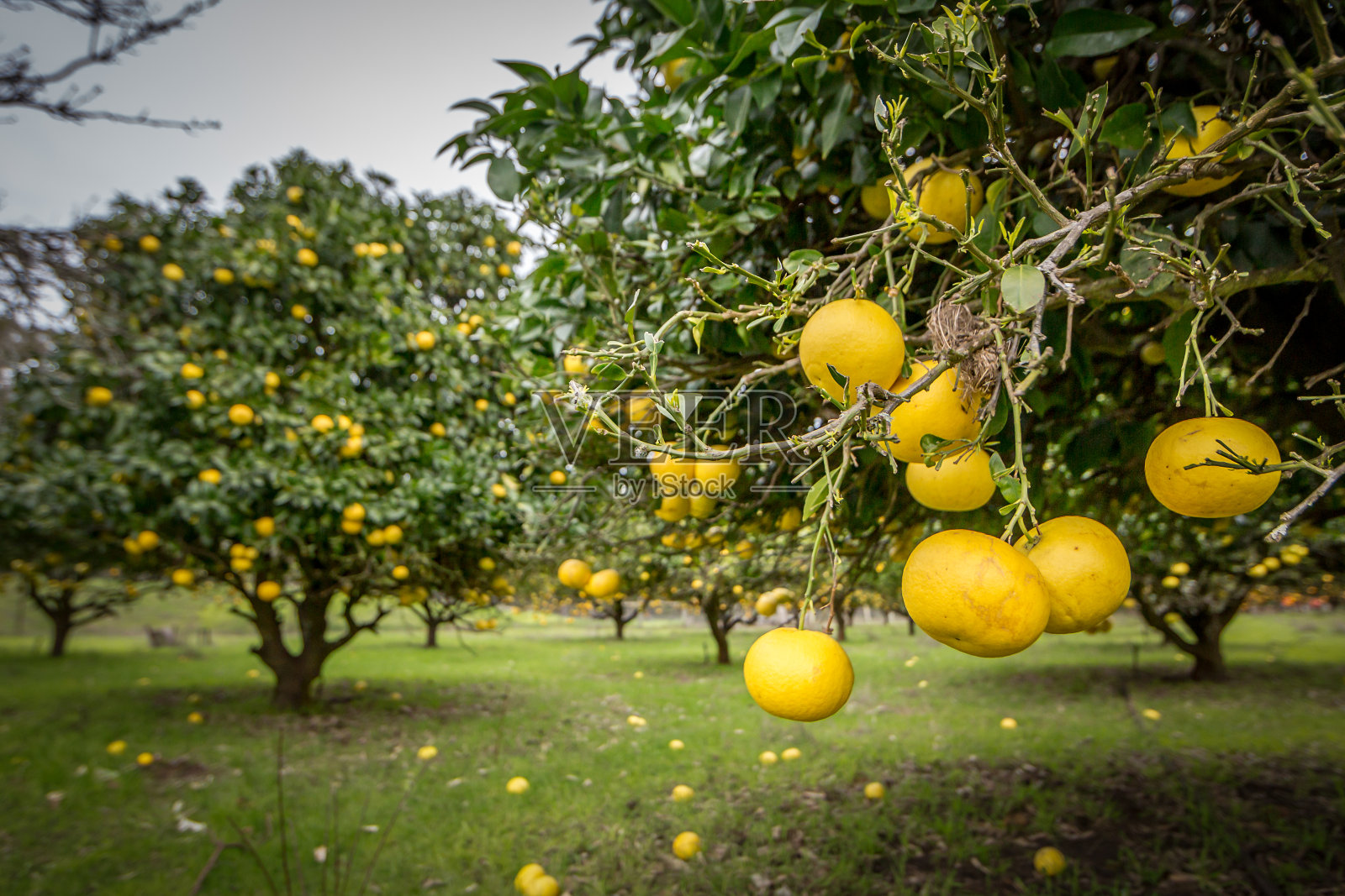 康布雷奶酪工厂果园的柑橘树照片摄影图片