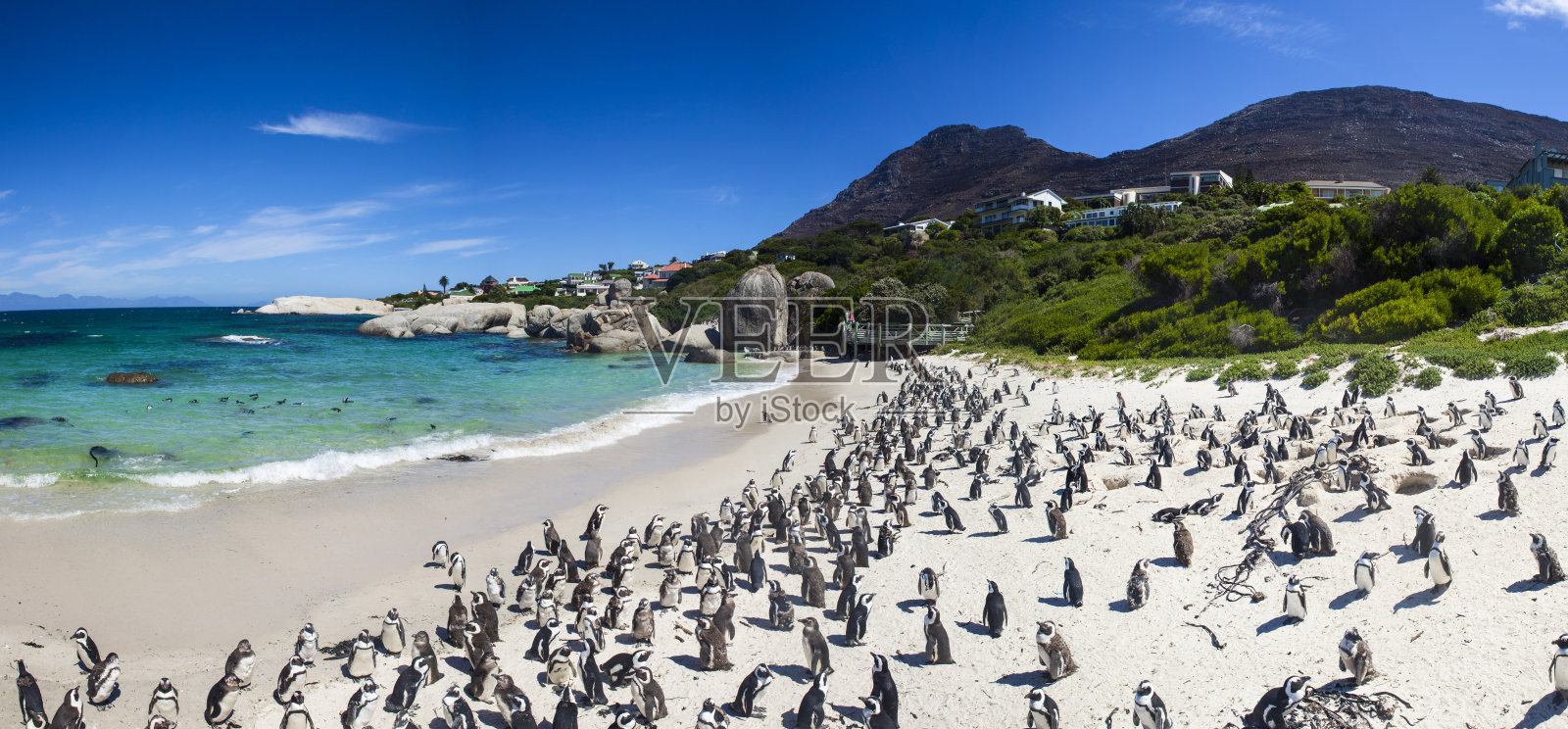 南非开普敦企鹅农场的巨石海滩照片摄影图片
