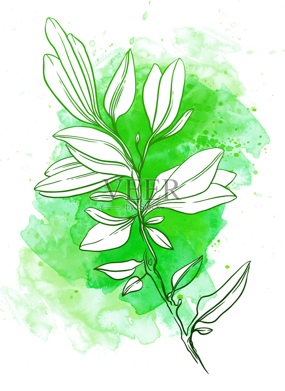 温柔的绿树枝插画图片素材