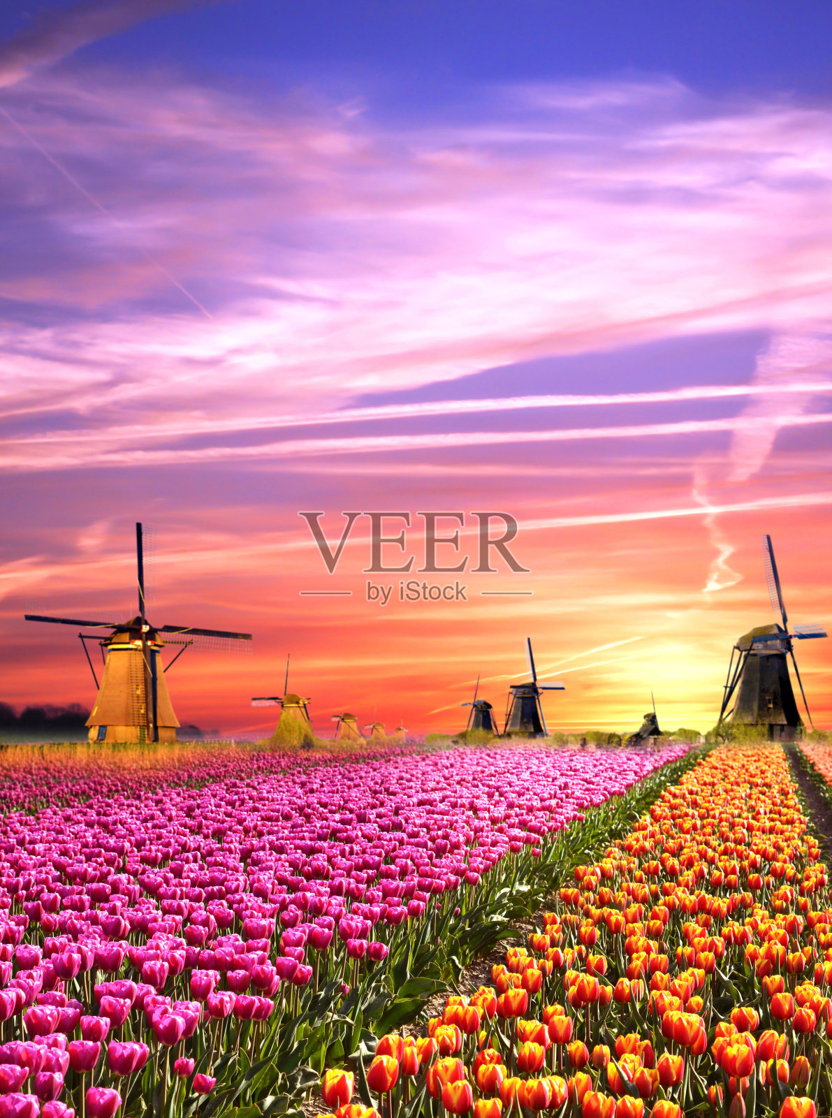 荷兰有风车和郁金香的神奇风景照片摄影图片