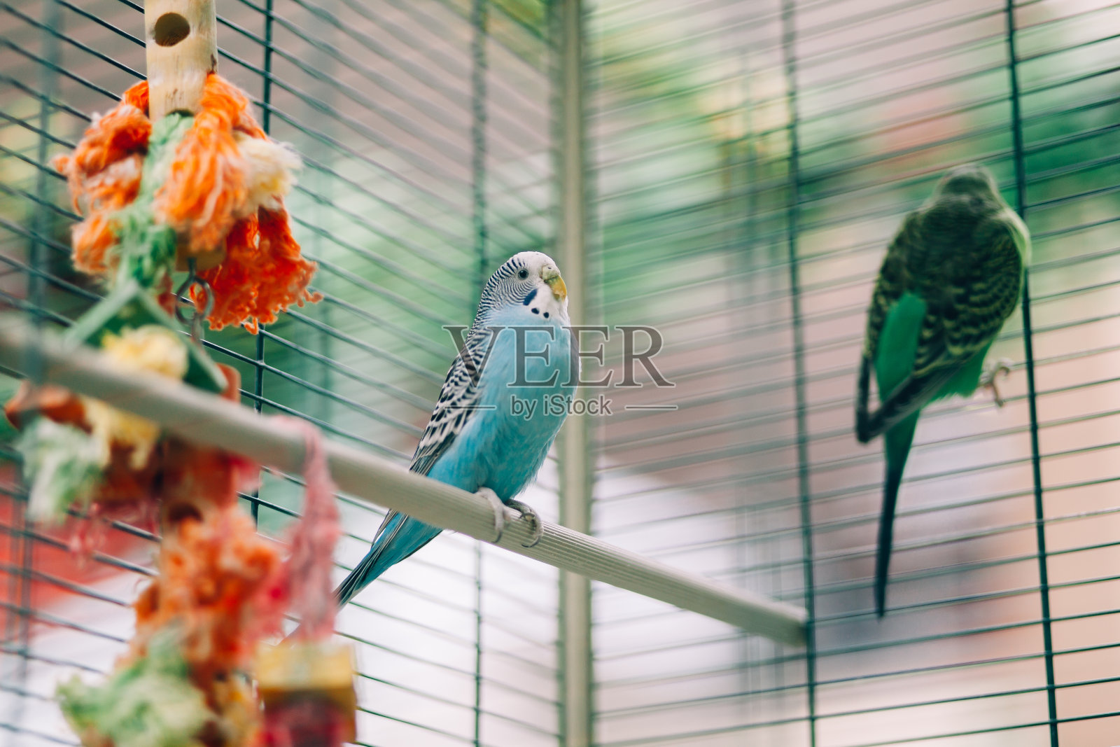 色彩鲜艳的鹦鹉鸟照片摄影图片