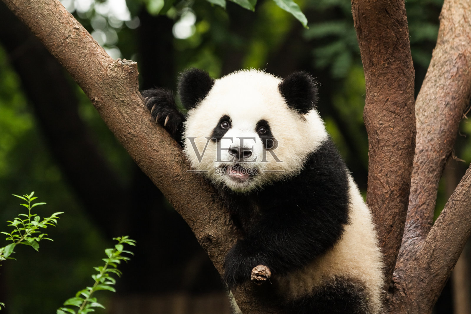 熊猫在树照片摄影图片