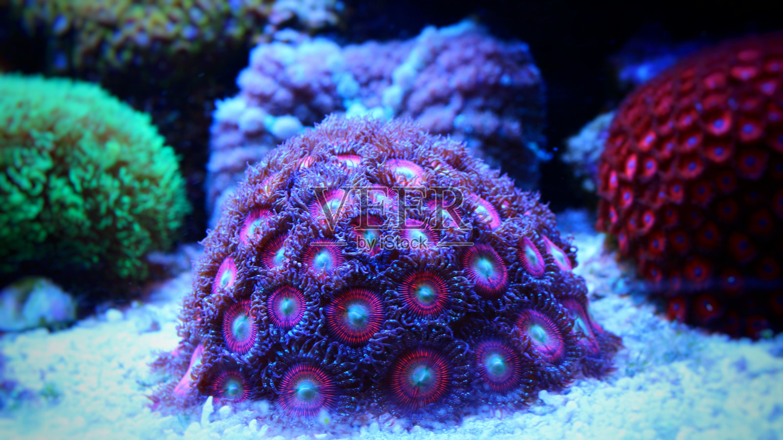 粉色珊瑚(zoanthids)照片摄影图片