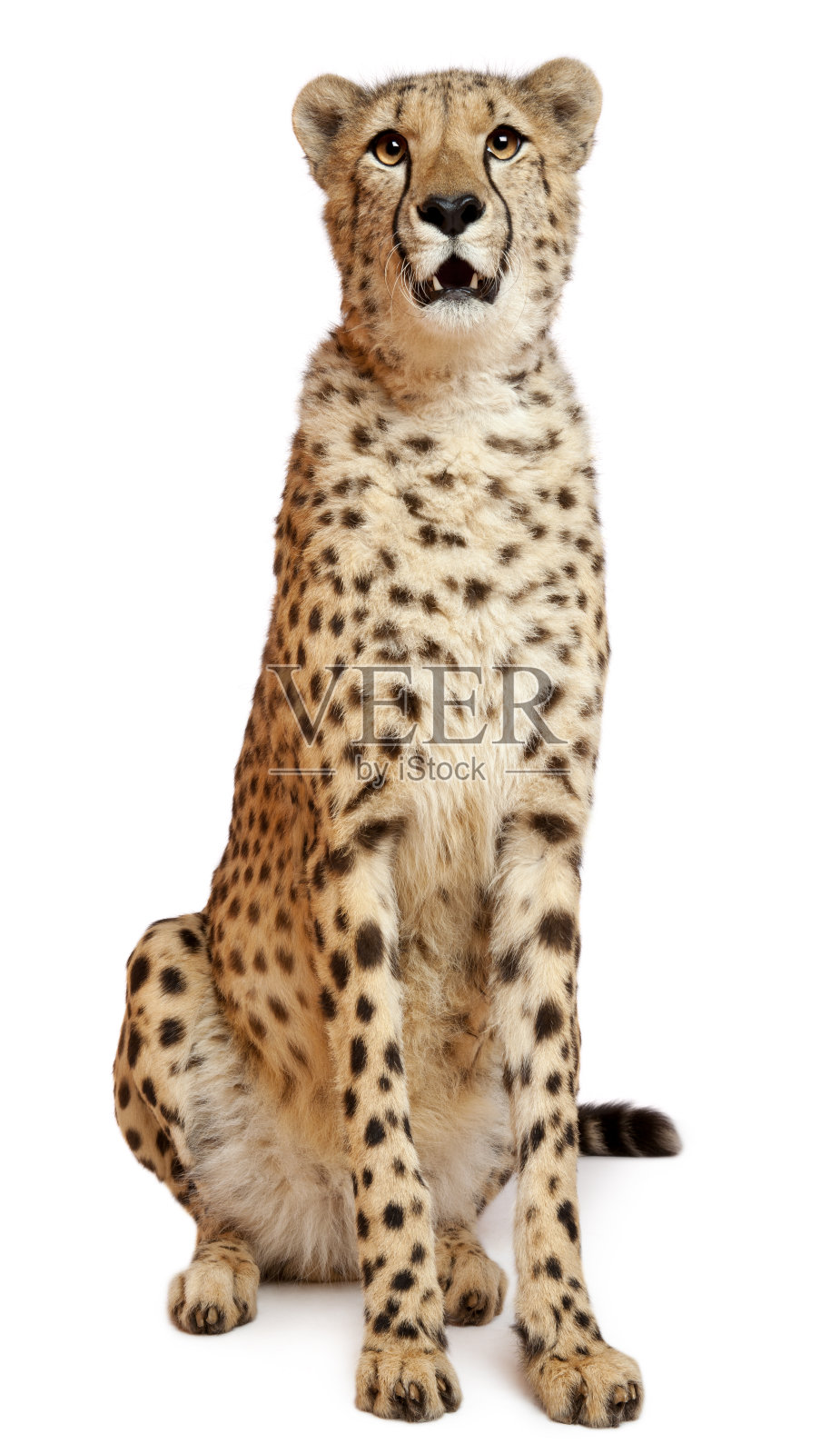 猎豹，jubatus, 18个月大，坐着照片摄影图片