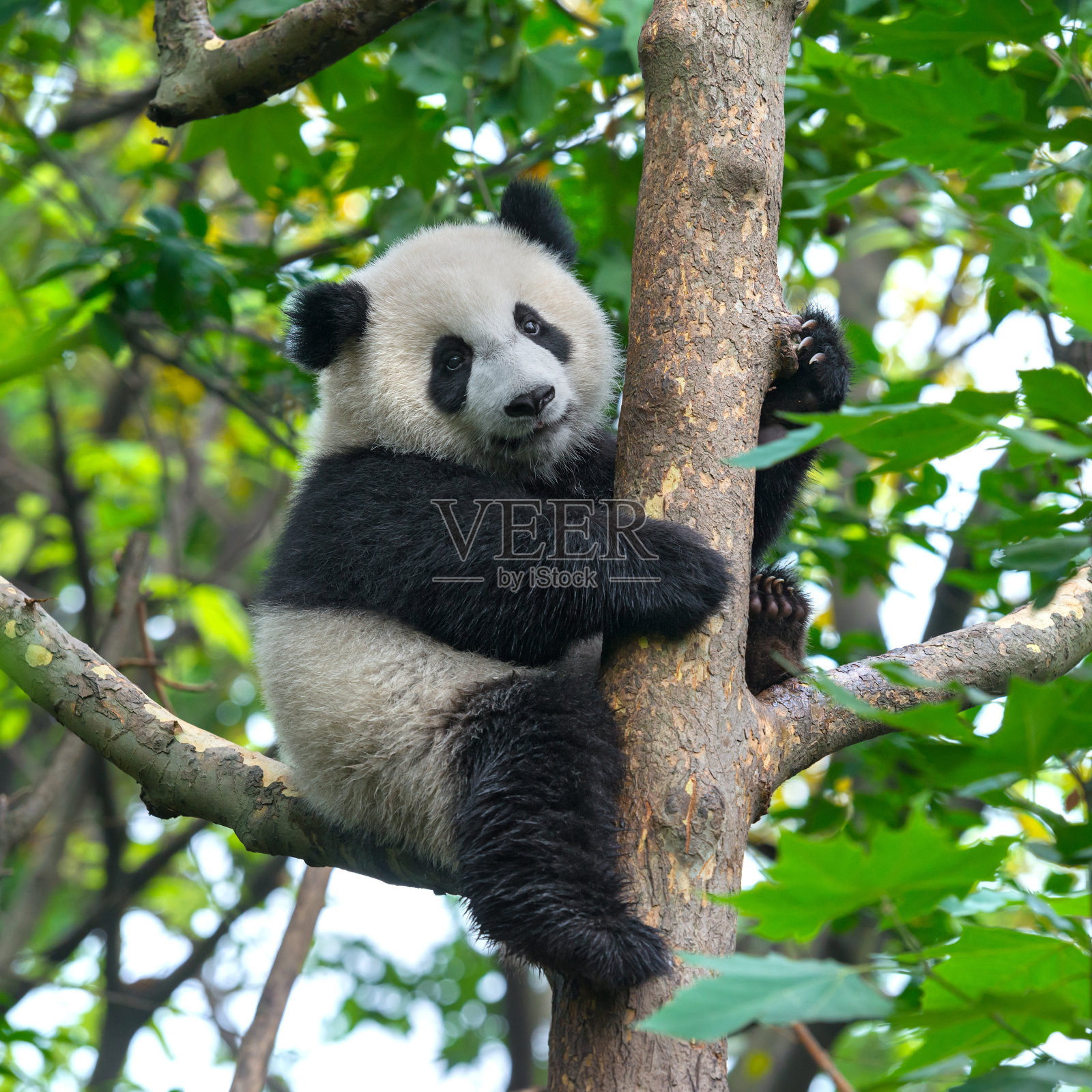 可爱的熊猫熊在树上爬照片摄影图片