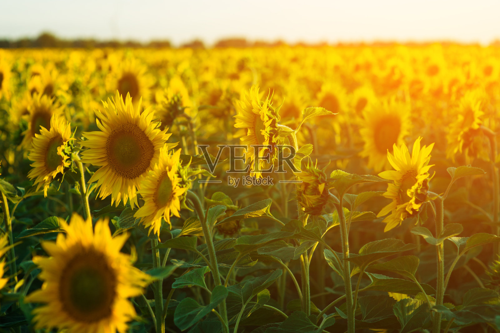 田野上盛开的向日葵在一个背景日落照片摄影图片