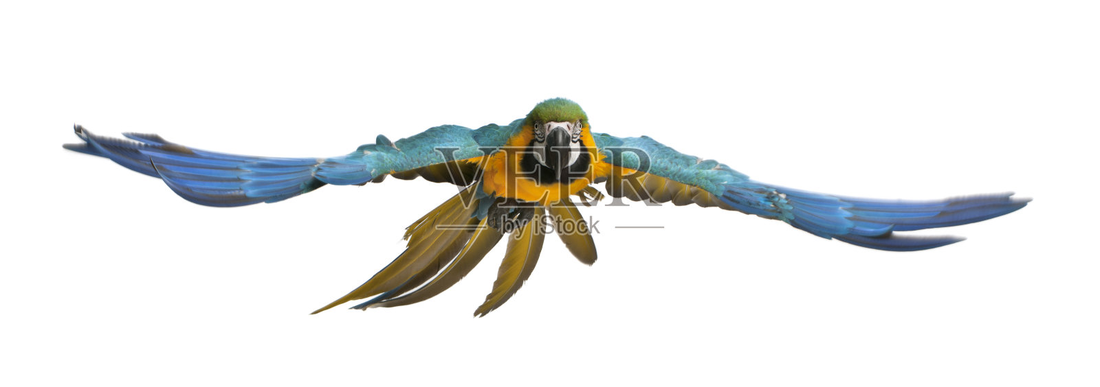 蓝色和黄色金刚鹦鹉的肖像，阿拉阿拉劳那，飞行照片摄影图片