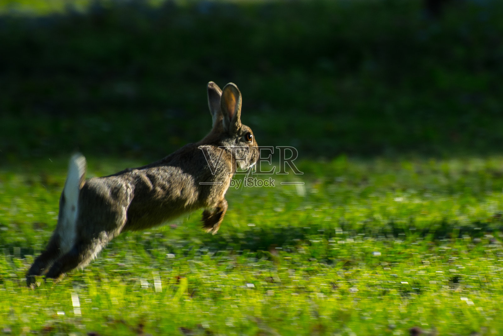 草地上兔子的特写镜头照片摄影图片