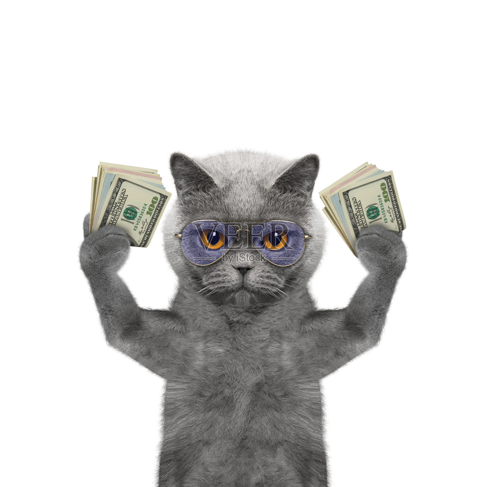 猫的爪子里握着许多钱照片摄影图片