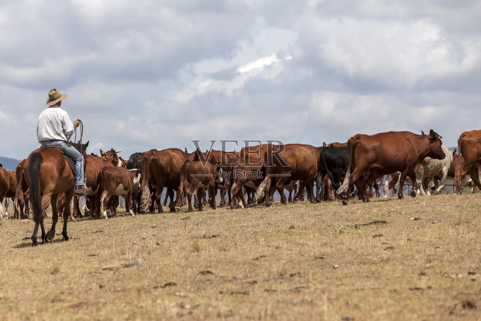 澳大利亚牧牛人照片摄影图片