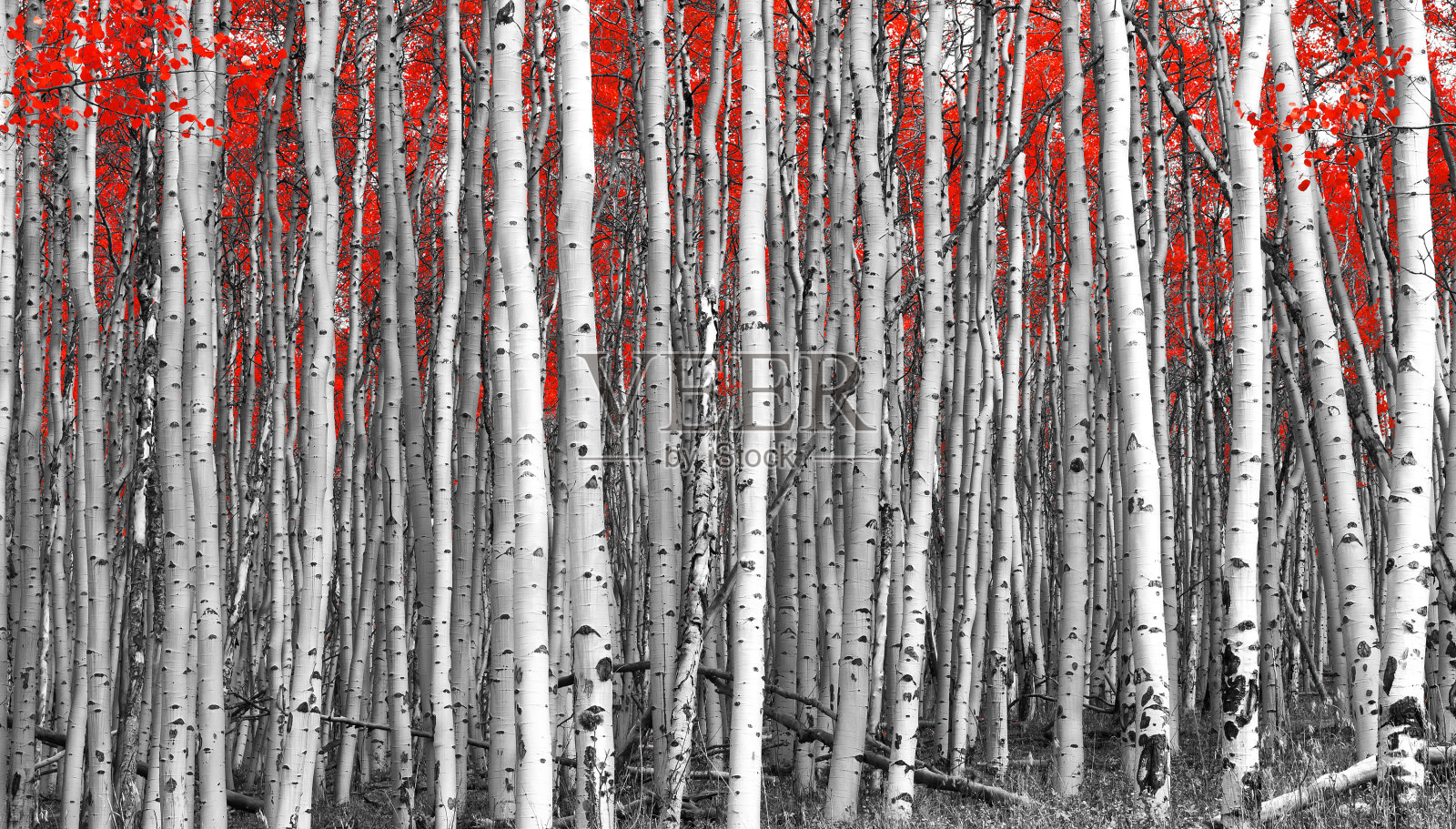 红森林黑白景观照片摄影图片