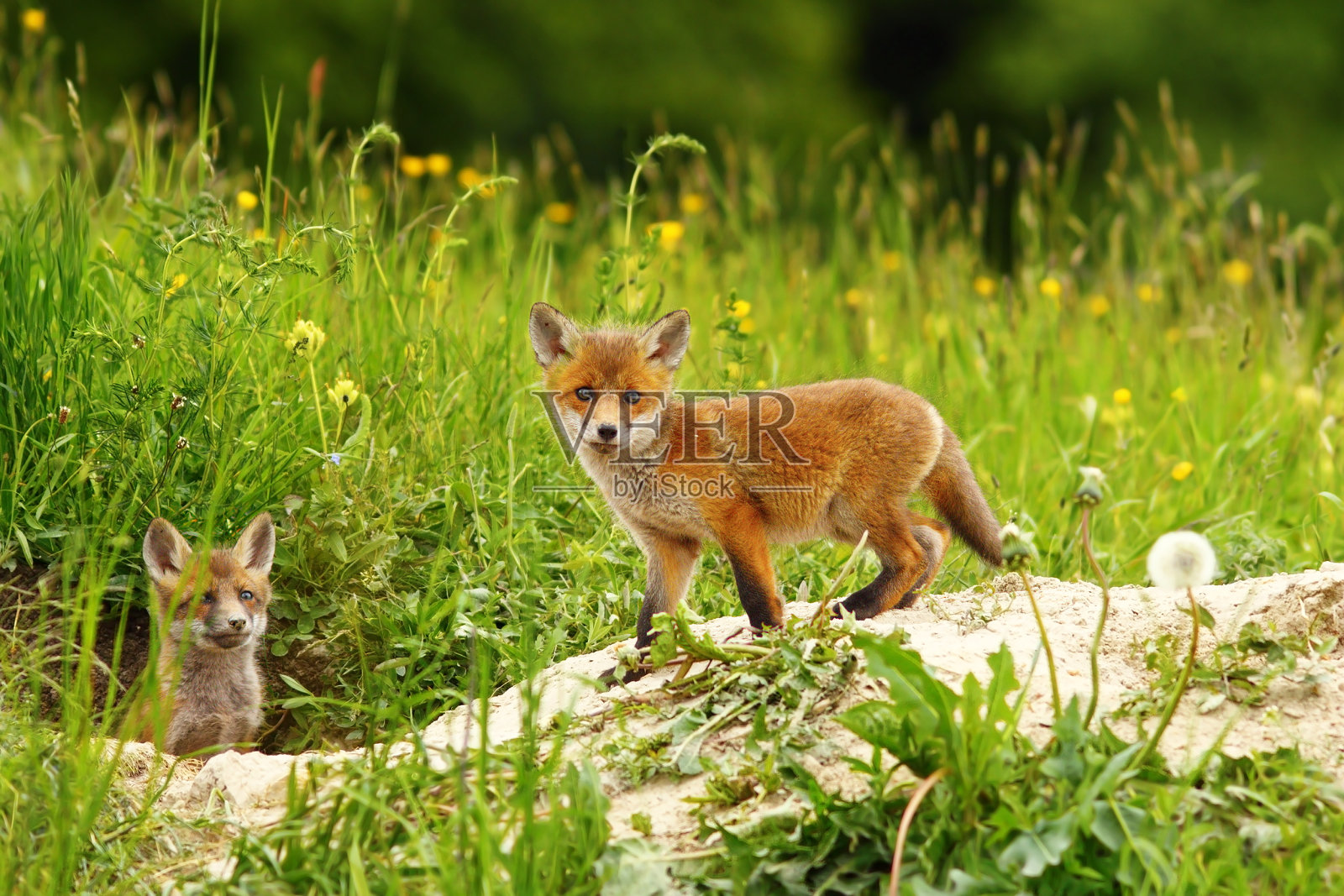 可爱的狐狸幼崽照片摄影图片