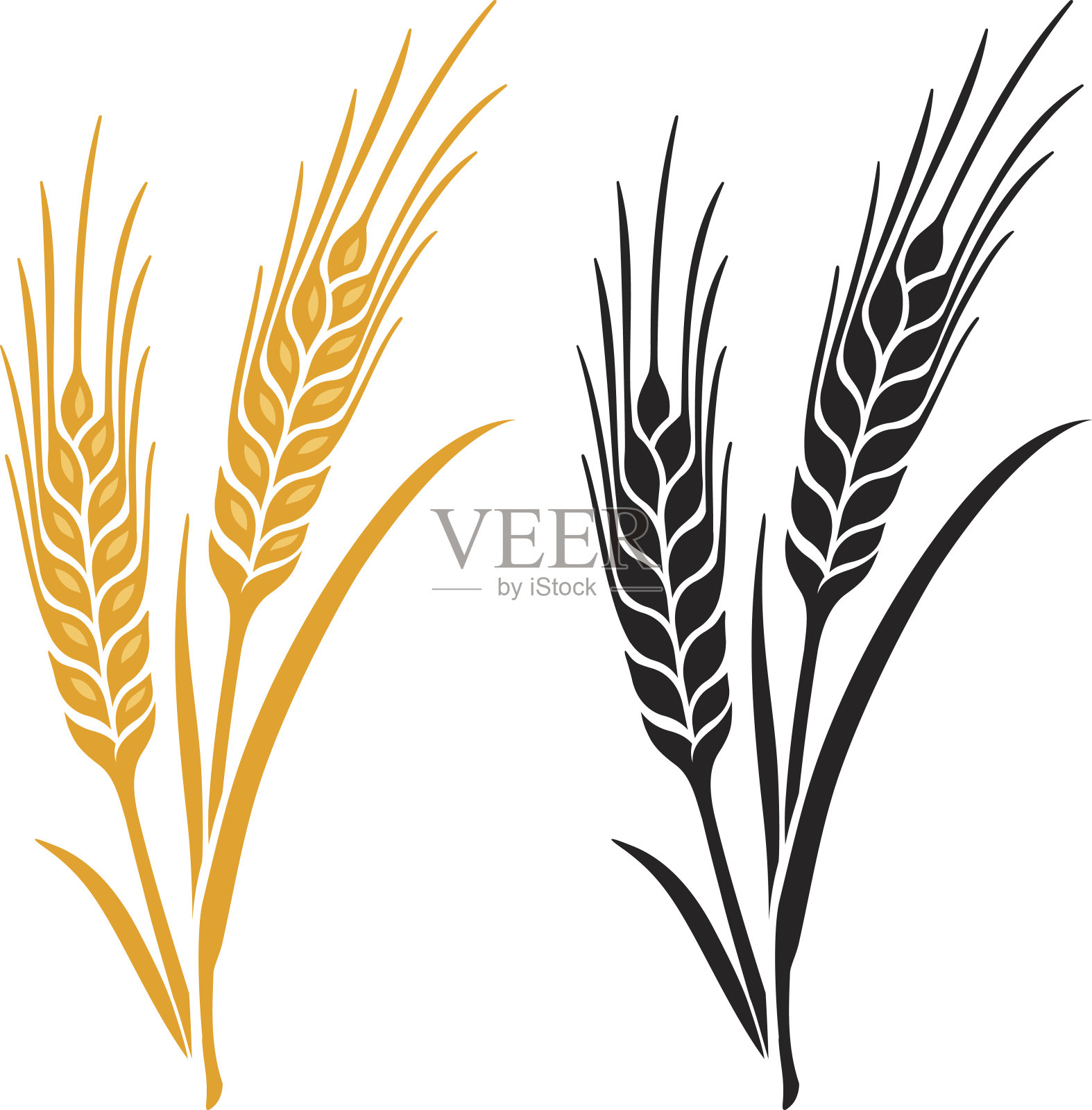 小麦，大麦或黑麦的穗设计元素图片
