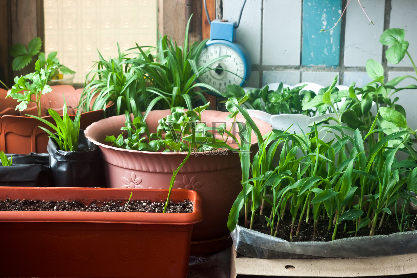 舒适的阳台花园-玉米幼苗和鲜花照片摄影图片
