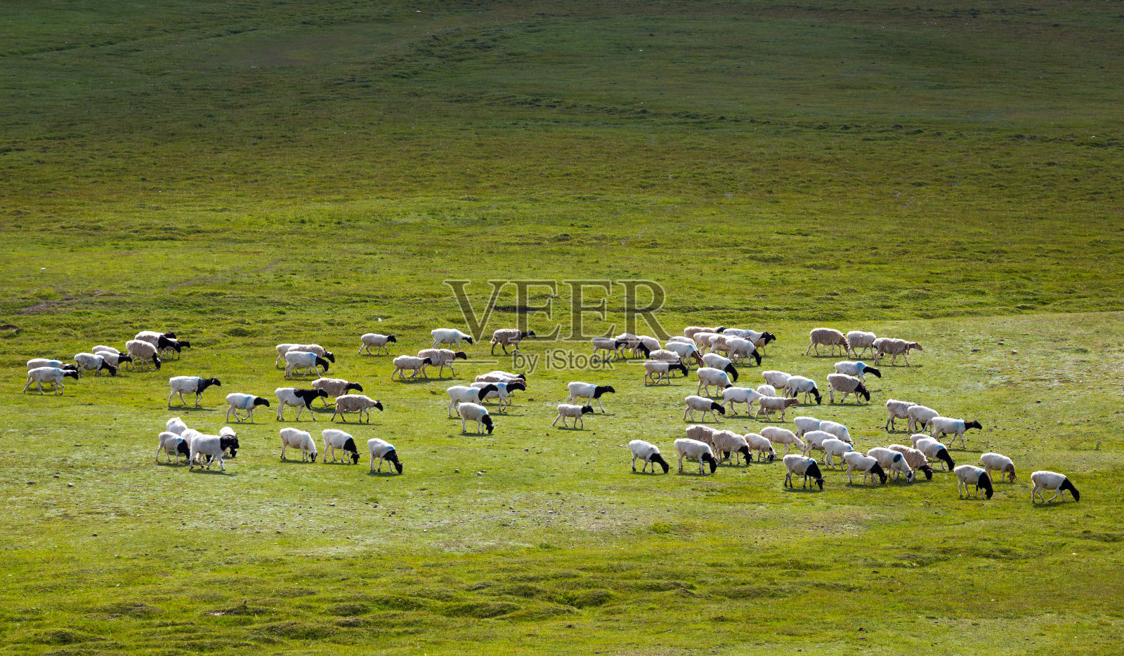 草原上的羊群。照片摄影图片
