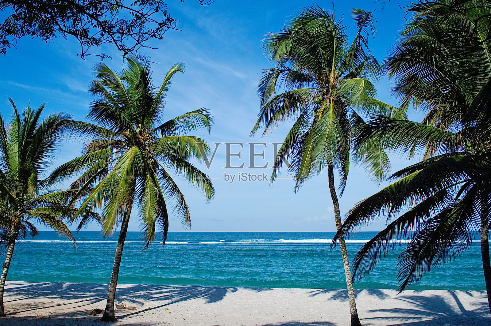 肯尼亚的沙滩上有棕榈树照片摄影图片