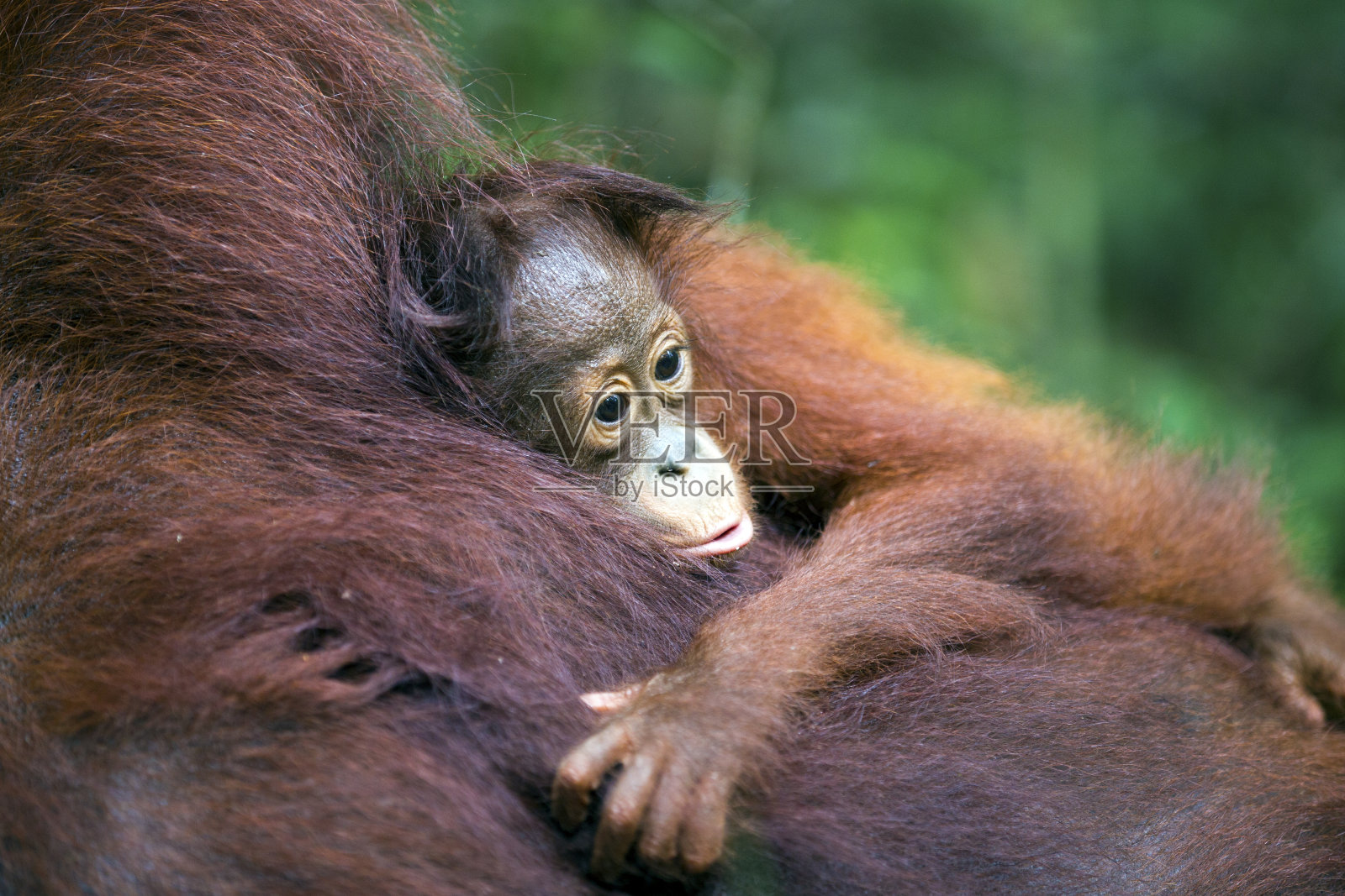 小猩猩拥抱着它的妈妈照片摄影图片