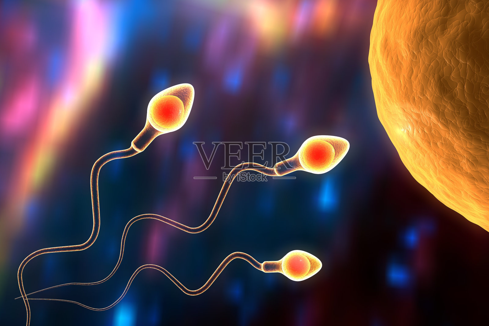 Espermatozoides nadan más rápido sobre una superficie