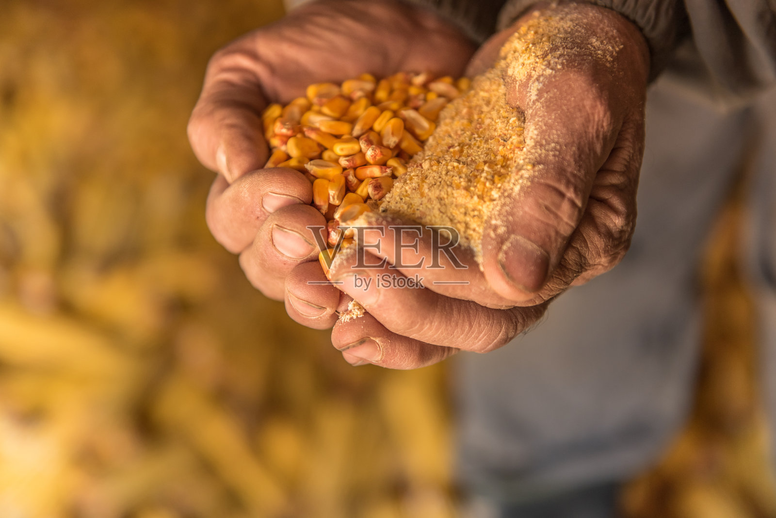 东欧:生活方式——拿着玉米种子的农民照片摄影图片