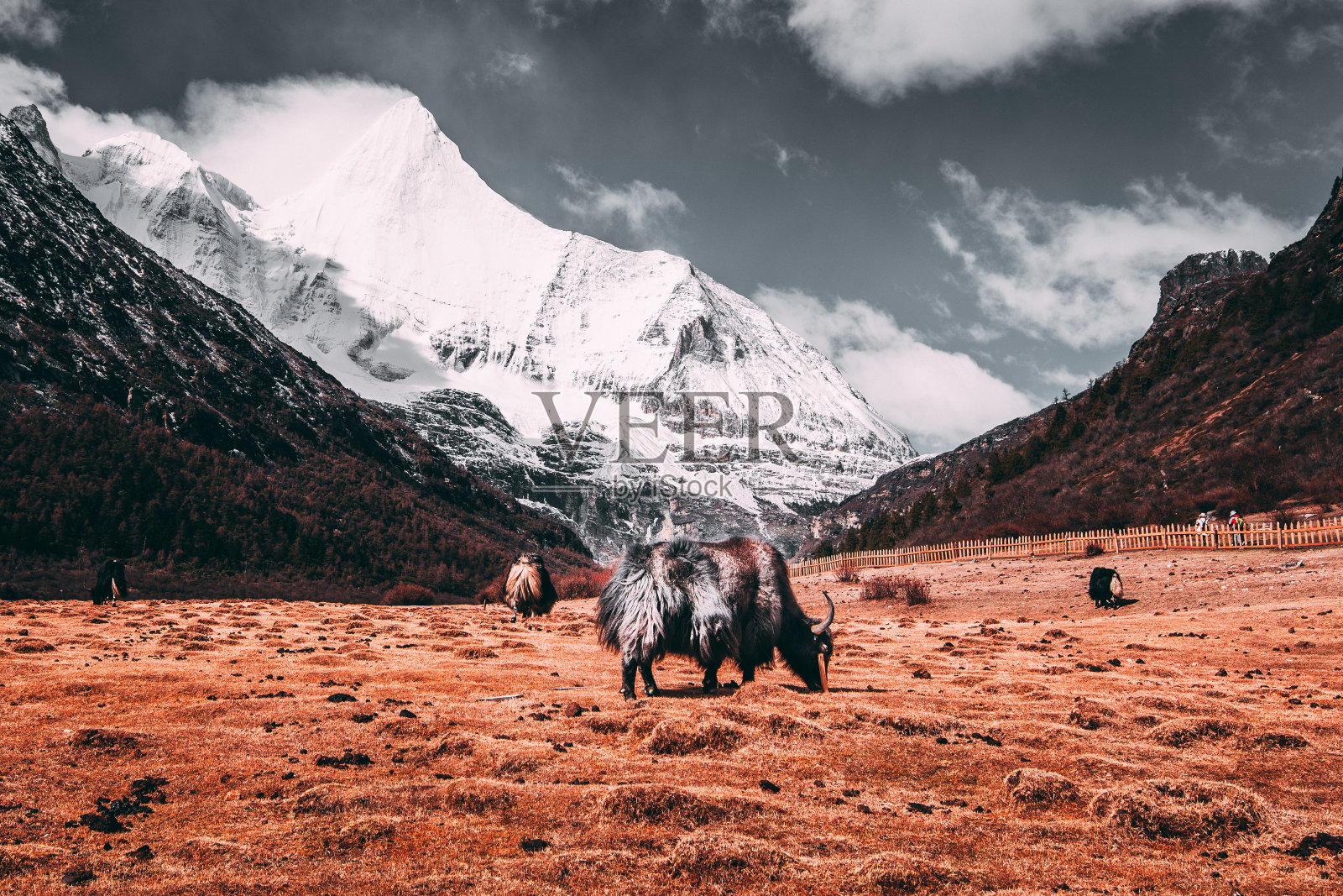 雪山牧场上的黑色藏族牦牛，田野中有乌云的背景照片摄影图片