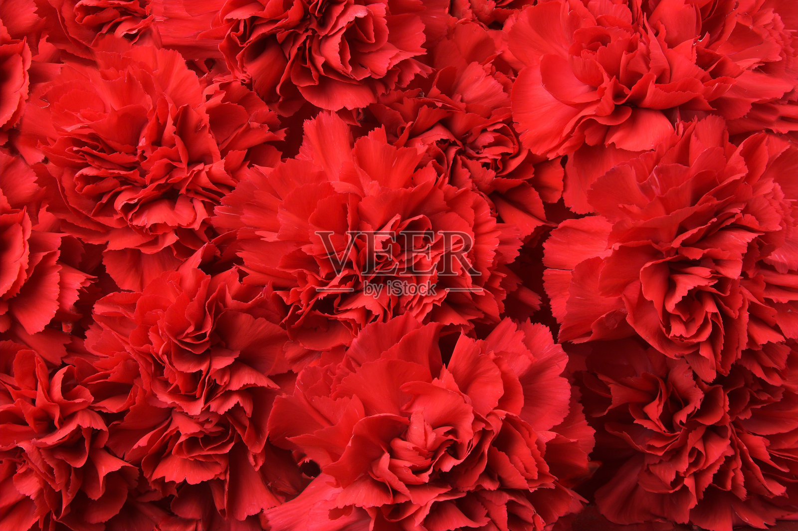红色康乃馨花的背景照片摄影图片