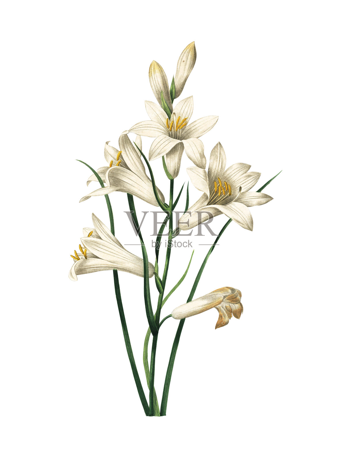 Lily | Redoute花卉插图插画图片素材