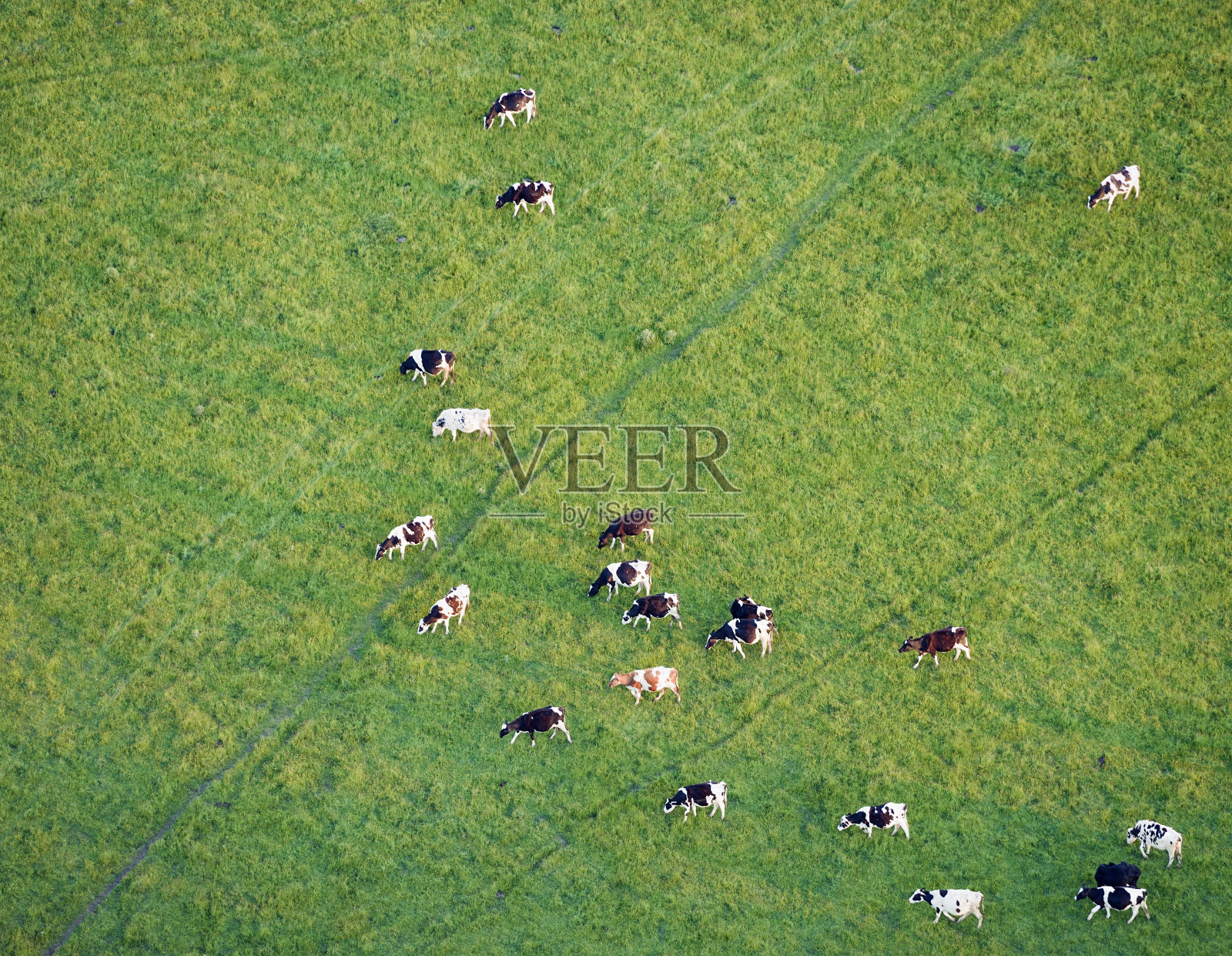 鸟瞰在草地上吃草的奶牛照片摄影图片