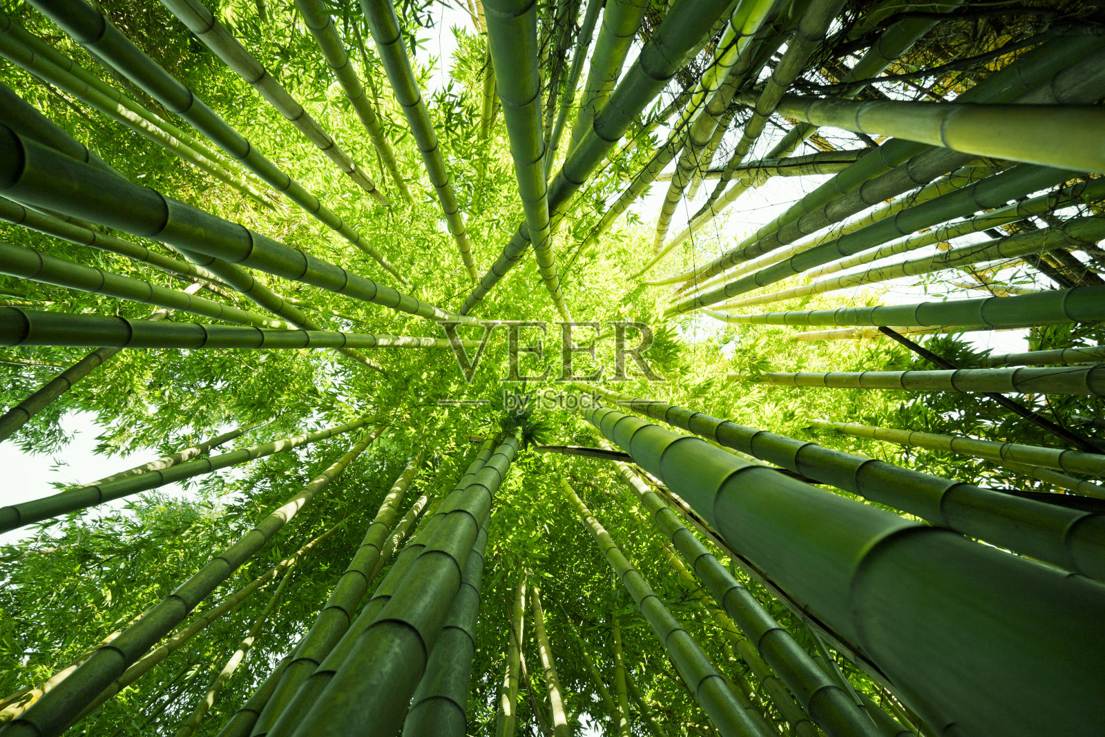 自然竹树照片摄影图片