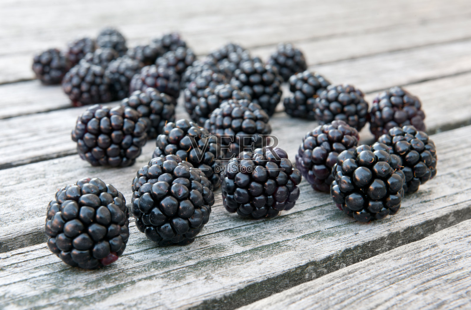 新鲜采摘的有机黑莓-在野外生长(XXXL)照片摄影图片