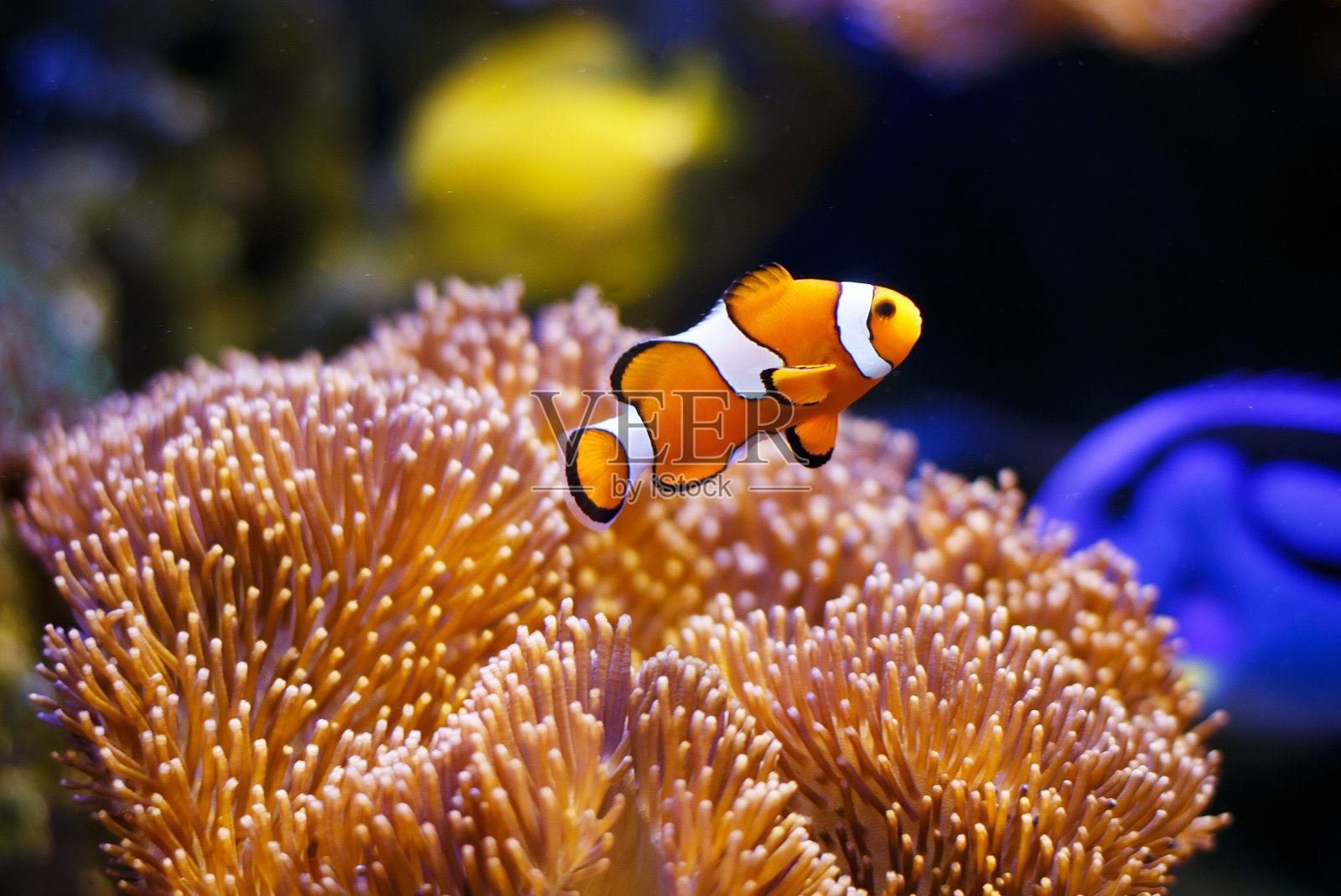 有海葵珊瑚的小丑鱼照片摄影图片