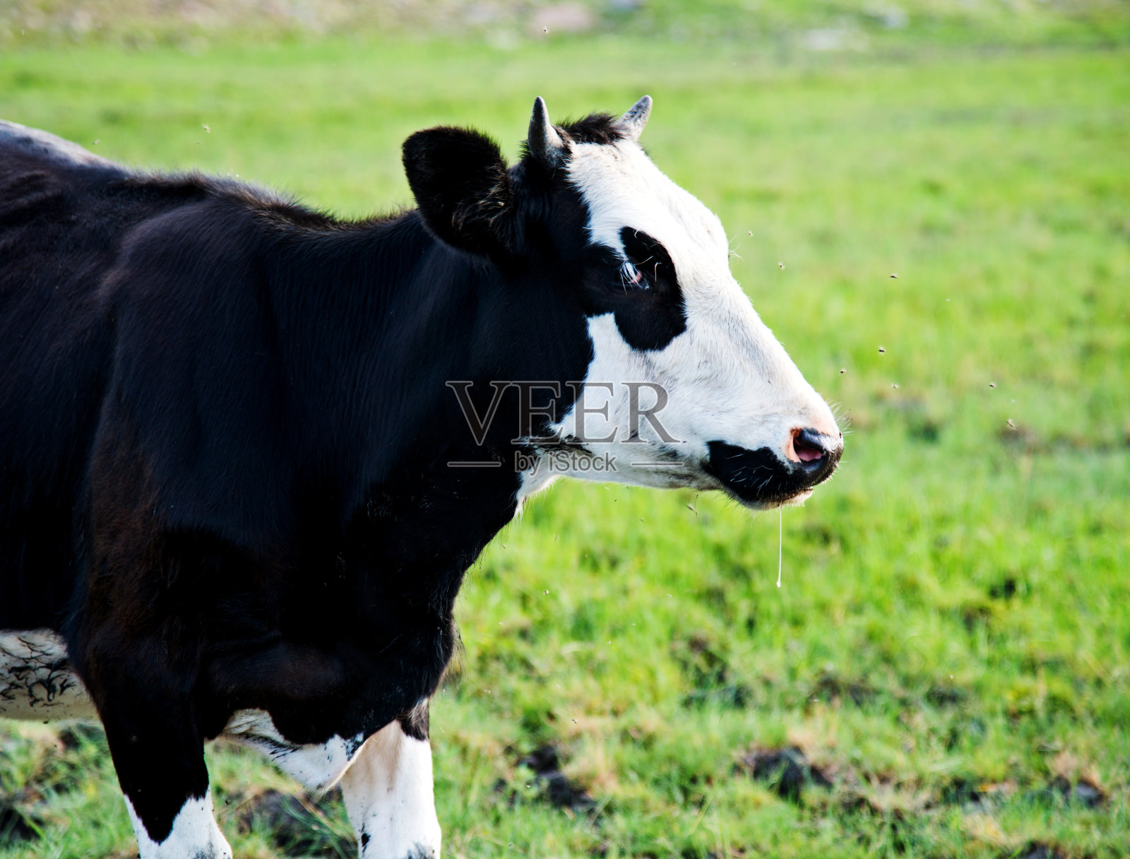 牛在新鲜的草地上照片摄影图片