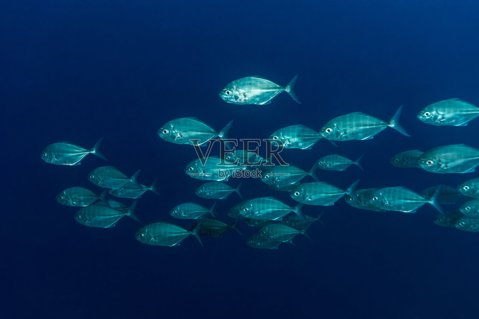 密克罗尼西亚帕劳的杰克鱼照片摄影图片