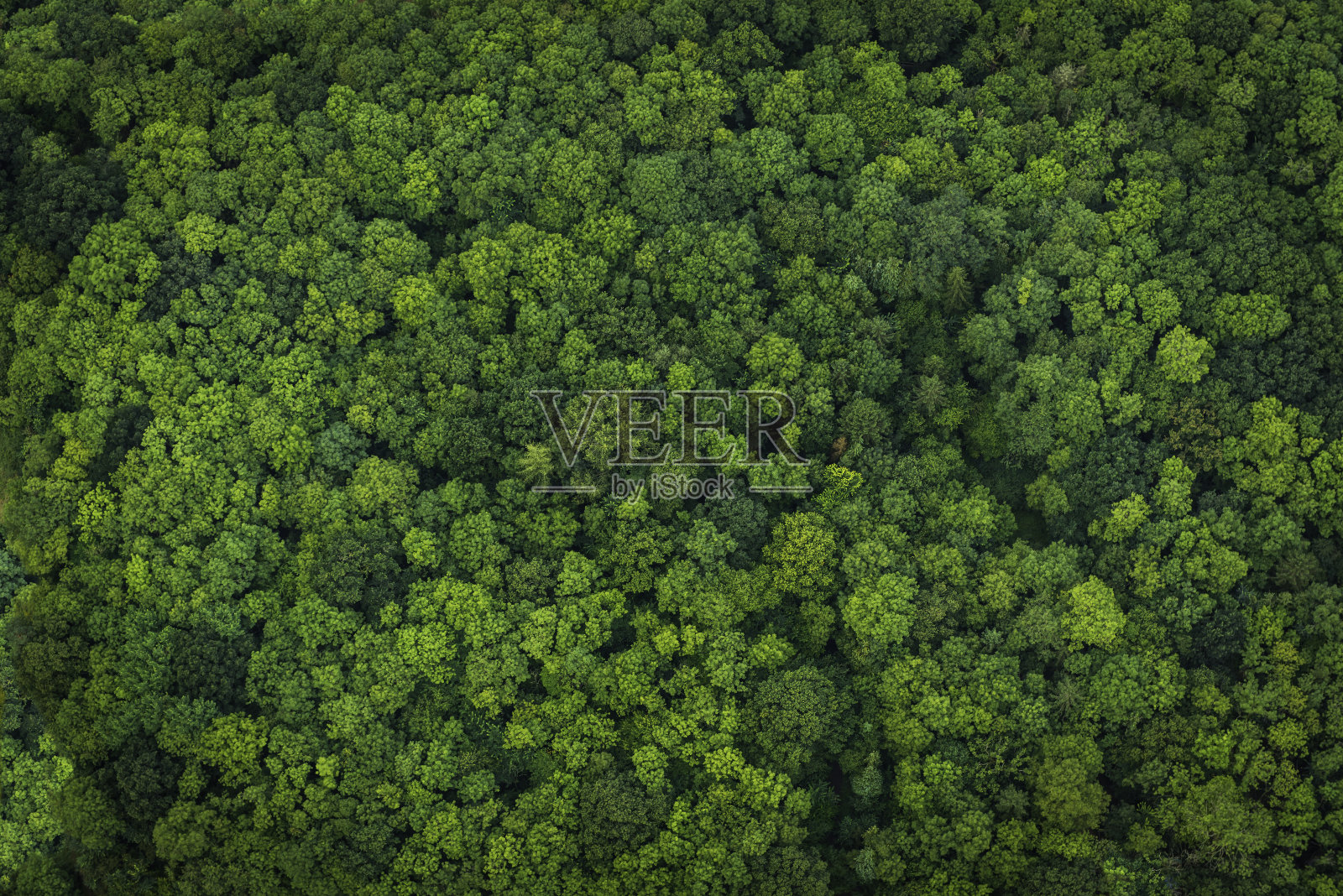 森林绿叶鸟瞰图林地树冠自然背景照片摄影图片