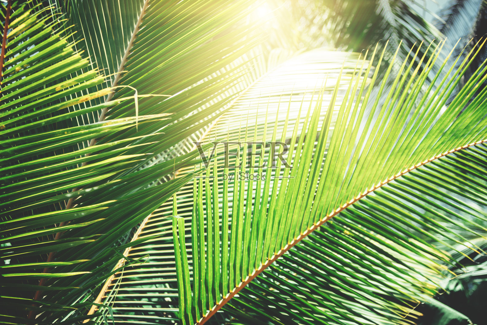 热带树木的背景照片摄影图片