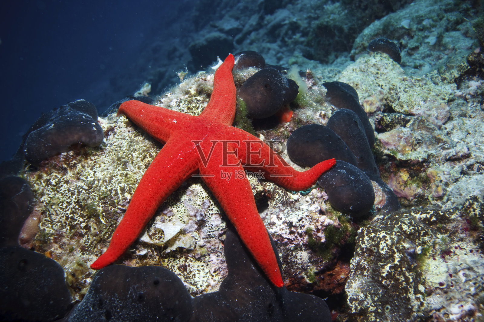 海底的一颗红色海星照片摄影图片