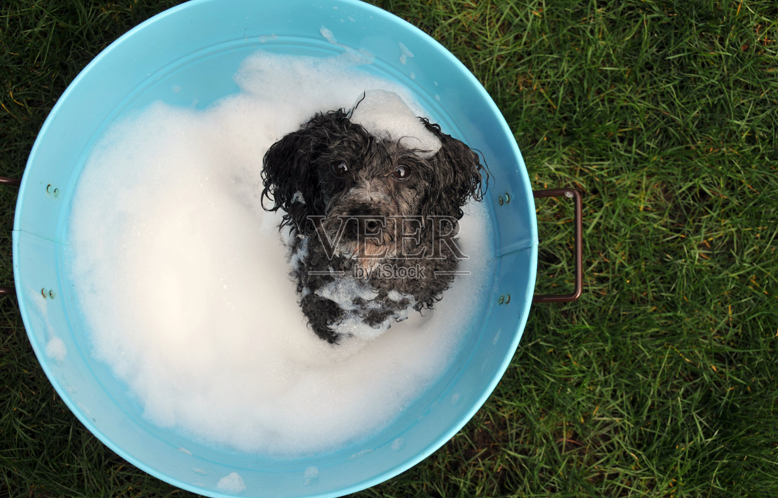 贵宾犬洗澡时间照片摄影图片