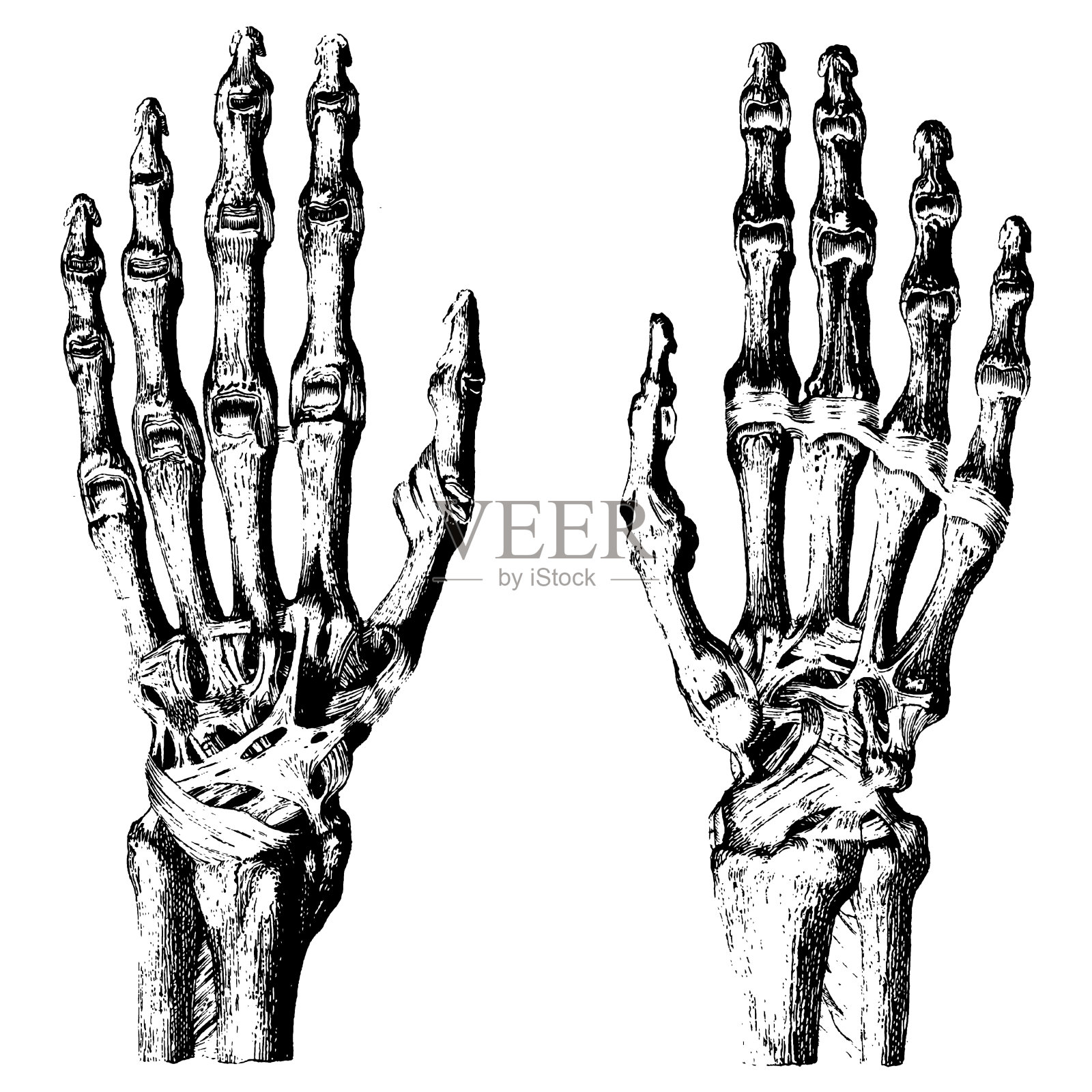 人类手骨插画图片素材