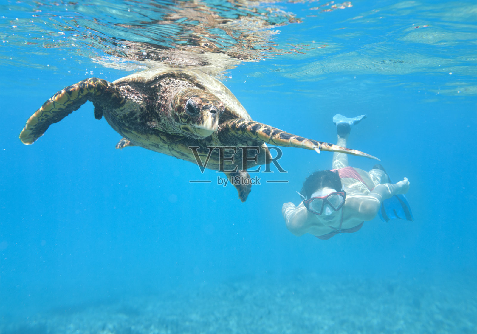 塞舌尔，一名妇女和一只玳瑁海龟一起潜水照片摄影图片