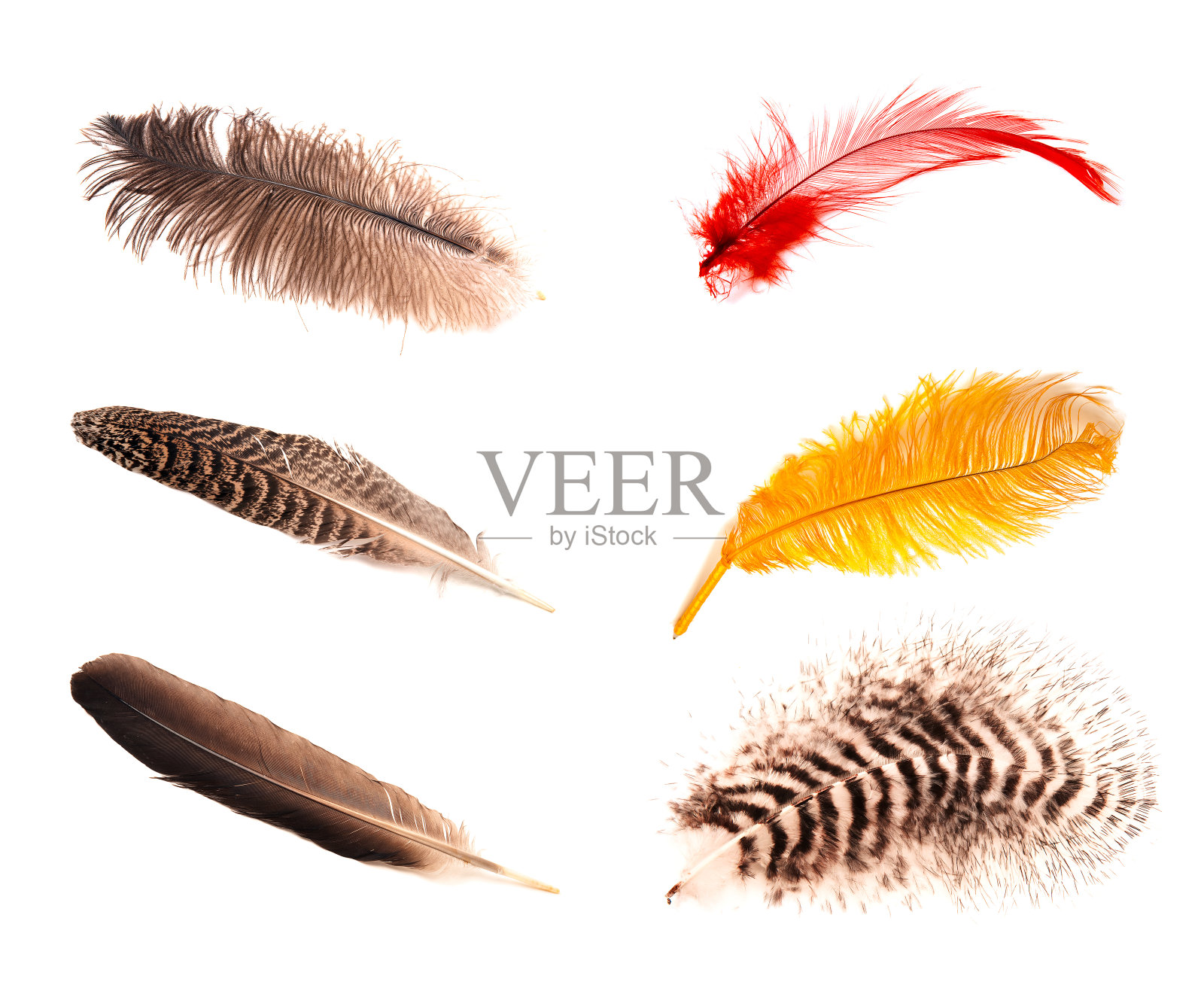 六种不同的羽毛。照片摄影图片